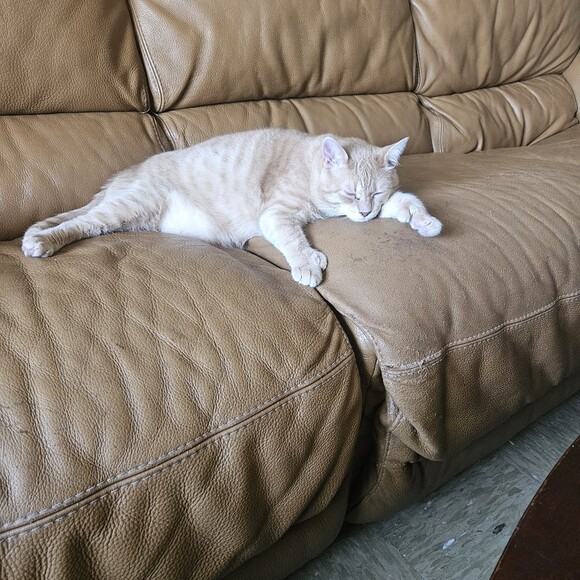 garlukitty